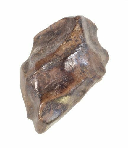 Triceratops Shed Tooth - Montana #60717